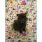 CKC Pomeranian Puppies