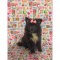 Pomeranian- Lily- Female