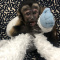 Capuchin Monkey for sale