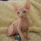 Beautiful Sphynx kittens