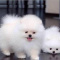 Adorable Pomeranian Puppies
