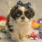 Shih Tzu Puppies For Sale