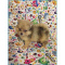 Merle Pomeranian-Finn-Male