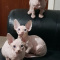 Outstanding hairless sphynx kittens for sale.