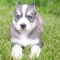 AKC Siberian Husky Puppies Availeble