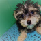 Male and Female Yorkie puppies