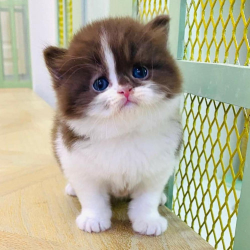 homeland Munchkins Cats And Kittens For Sale Asking 800.00 The buy