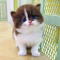 homeland Munchkins Cats And Kittens For Sale