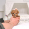 teacup toy Pomeranian/Poodle Dogs and Puppies For Sale