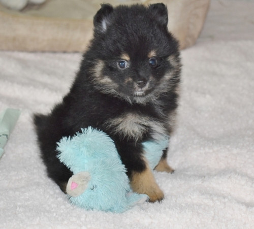 Cute Teacup Pomeranian Puppies! - Asking $500.00 | The buy and sell