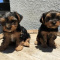 Teacup Yorkie Puppies in Best Price
