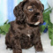 pure breed Cocker Spaniels puppies ready for adoption.