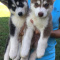 Beautiful baby's blue eyes siberian Husky available