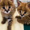 Sweet savannah kittens for sale
