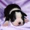 CKC Boston Terrier Puppies !!