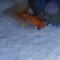 Fancy Goldfish