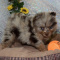 AKC reg. Pomeranian Puppies For Loving Homes.