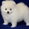 Super cute Pomeranian Puppies available now