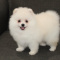 AKC Pomeranian puppies