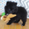 AKC reg. Pomeranian Puppies for sale.