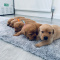 Beautiful Labrador Puppies For Sale