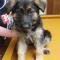 Gorgeous German Shepherd puppies