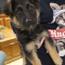 Gorgeous German Shepherd Puppies for lovely homes.