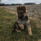 Astonished German Shepherd puppies