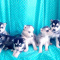 Siberian Husky Puppies..