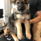 Male and female German Shepherd Puppies ready