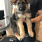 Well Socialized German Shepherd Puppies for sale