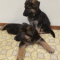 Beautiful German Shepherd Puppies for sale