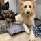 Quality German Shepherd puppies