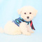 King Arthur - Bichon Frise Puppy