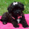 Shih-poo Puppy for Sale