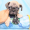 Bruno - Toy Pug Puppy