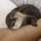 small Asian clawed otters for sale
