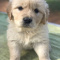 cute golden retriever