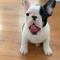 cute French BullDogs Online