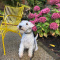 Adorable Lakeland Terrier pups for adoption
