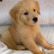 Healthy Golden Retriever Puppies Available