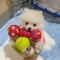 Teacup Pomeranian Puppies Available (719) 982-8517