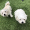 maltese teacup Puppies for sale
