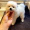 Exceptional Pomeranian Puppies Looking For Loving Home