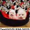 Tiny Teacup pomeranian puppies for sale...