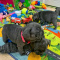 English bulldogs for adoption , cute and caring puppies.