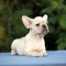 French Bulldog Puppy for Sale