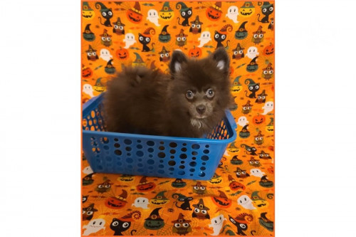 ckc pomeranian puppies