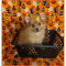 CKC Pomeranian Puppies