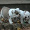 Young Male and Female Englsih Bulldog Puppies rady to go